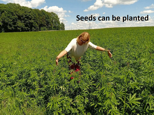 Real hemp seeds organic vegan - hemp,